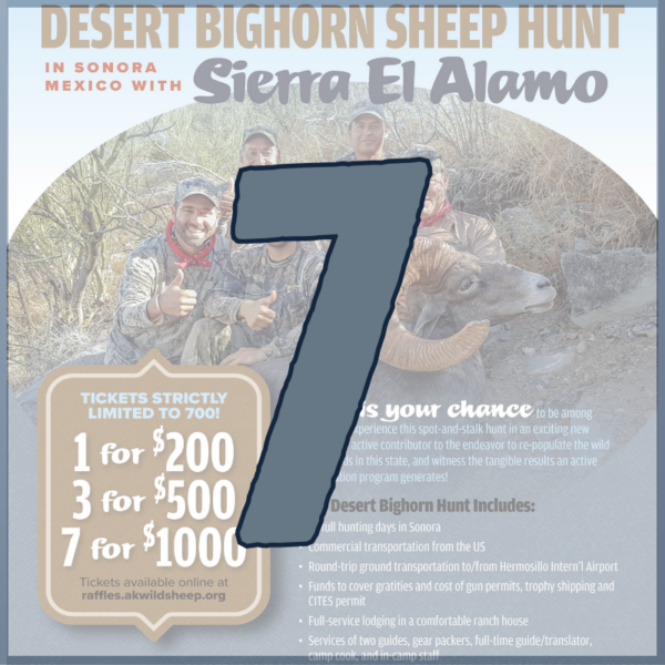 7 Desert Bighorn Hunt Raffle Tickets